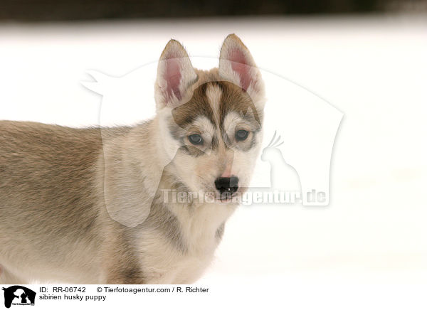 Sibirien Husky Welpe / sibirien husky puppy / RR-06742