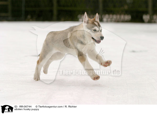 sibirien husky puppy / RR-06744