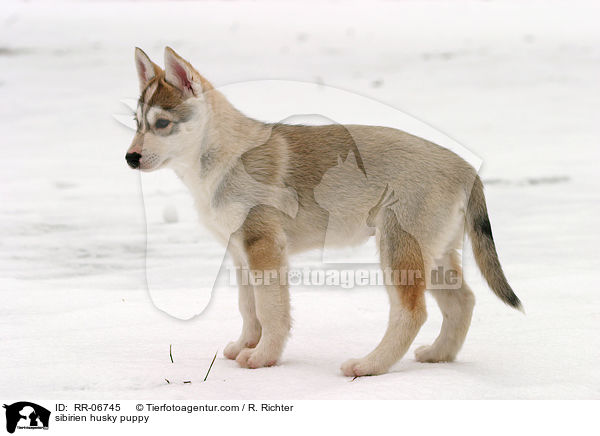 Sibirien Husky Welpe / sibirien husky puppy / RR-06745