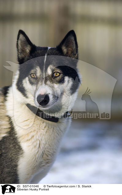 Siberian Husky Portrait / Siberian Husky Portrait / SST-01046