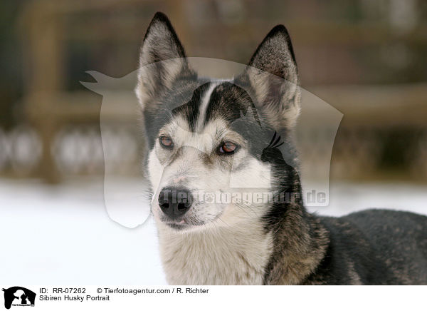 Sibiren Husky Portrait / RR-07262