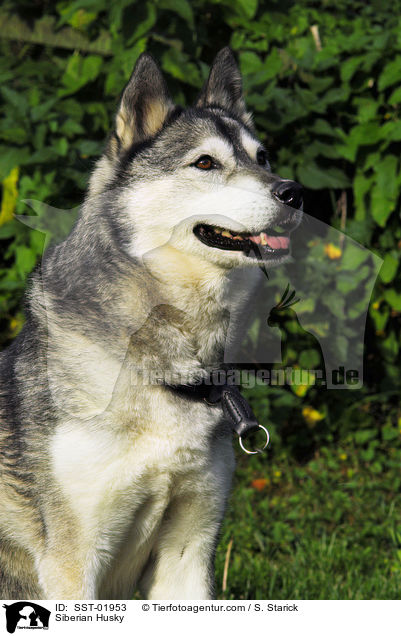 Siberian Husky / SST-01953