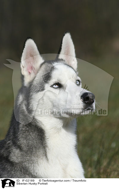 Siberian Husky Portrait / Siberian Husky Portrait / IF-02189