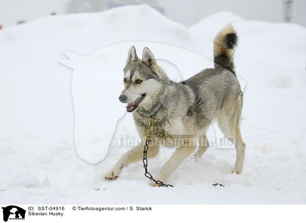 Siberian Husky / Siberian Husky / SST-04916