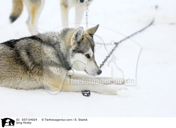 liegender Husky / lying Husky / SST-04924