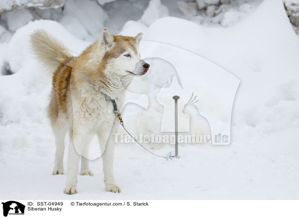 Siberian Husky / Siberian Husky / SST-04949