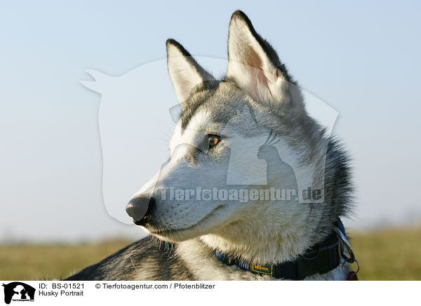 Husky Portrait / Husky Portrait / BS-01521