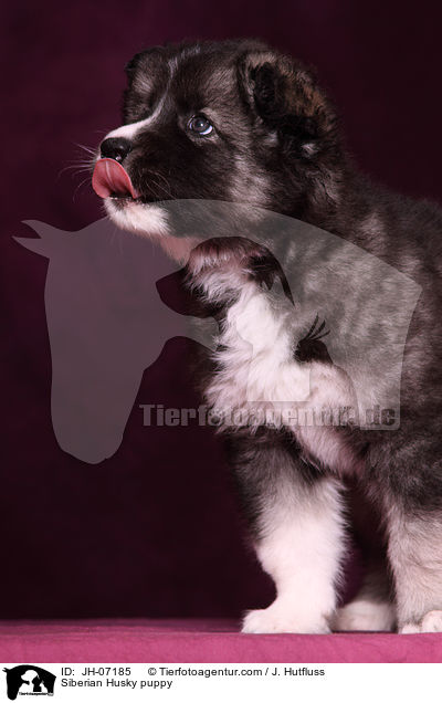 Sibirien Husky Welpe / Siberian Husky puppy / JH-07185