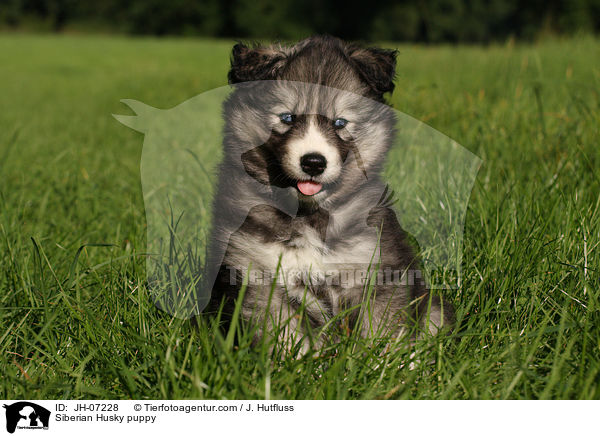 Sibirien Husky Welpe / Siberian Husky puppy / JH-07228