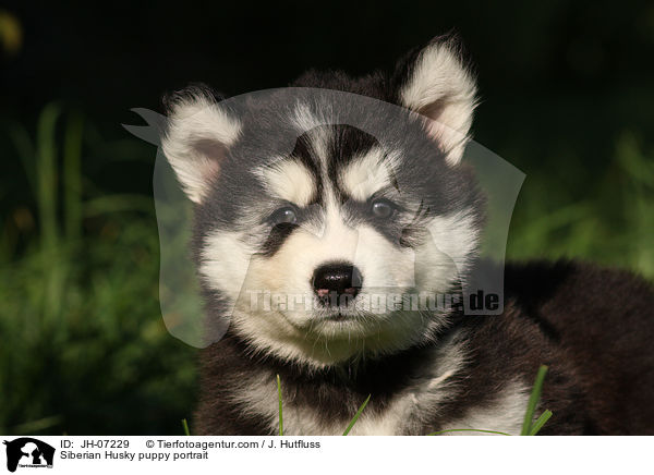 Sibirien Husky Welpe Portrait / Siberian Husky puppy portrait / JH-07229