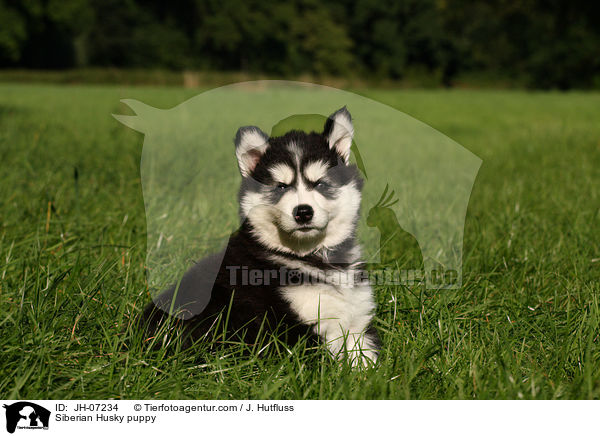 Sibirien Husky Welpe / Siberian Husky puppy / JH-07234