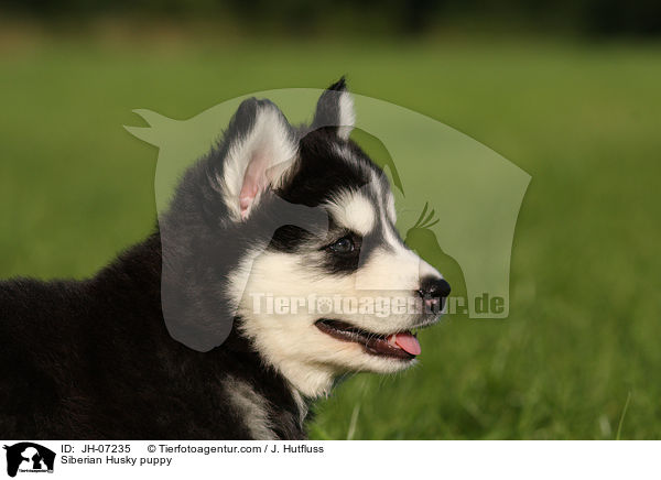 Sibirien Husky Welpe / Siberian Husky puppy / JH-07235