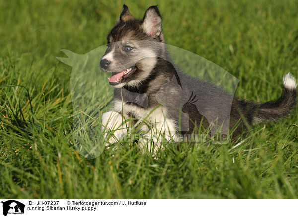 rennender Sibirien Husky Welpe / running Siberian Husky puppy / JH-07237