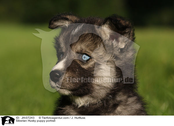 Sibirien Husky Welpe Portrait / Siberian Husky puppy portrait / JH-07243