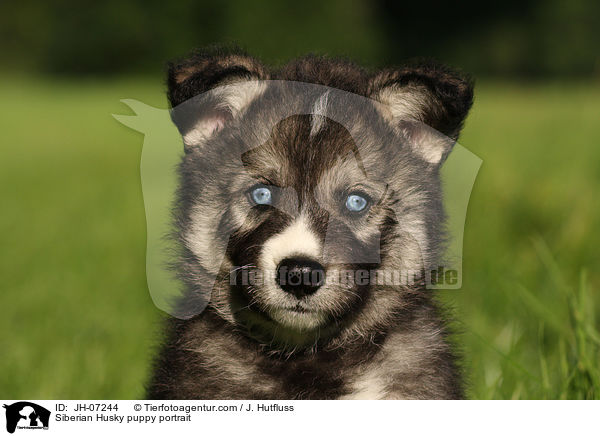 Sibirien Husky Welpe Portrait / Siberian Husky puppy portrait / JH-07244