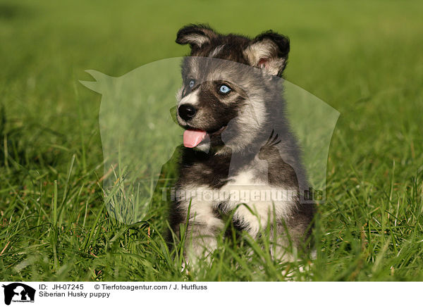 Sibirien Husky Welpe / Siberian Husky puppy / JH-07245