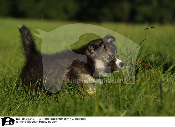 rennender Sibirien Husky Welpe / running Siberian Husky puppy / JH-07247