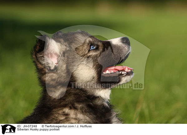 Sibirien Husky Welpe Portrait / Siberian Husky puppy portrait / JH-07248