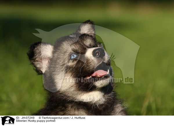 Sibirien Husky Welpe Portrait / Siberian Husky puppy portrait / JH-07249