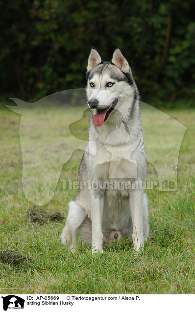 sitzender Sibirien Husky / sitting Sibirian Husky / AP-05669