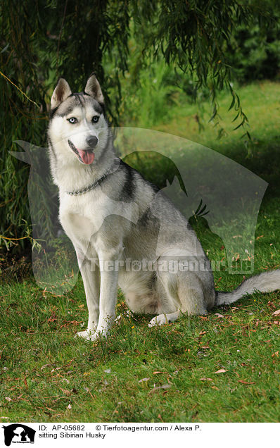 sitzender Sibirien Husky / sitting Sibirian Husky / AP-05682