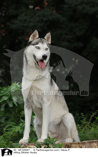 sitzender Sibirien Husky / sitting Sibirian Husky / AP-05687