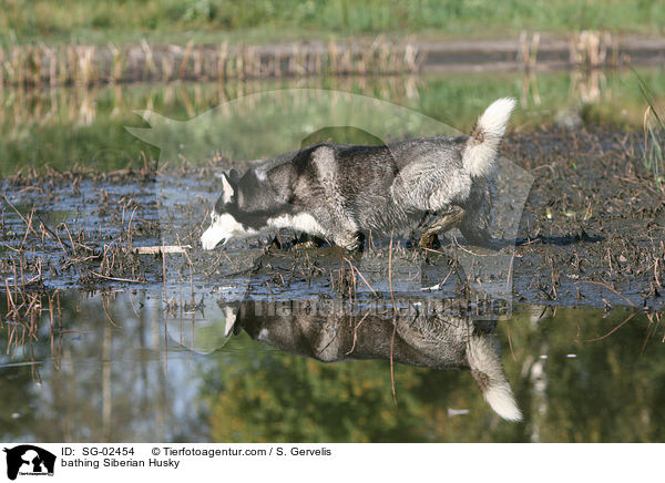 badender Sibirien Husky / bathing Siberian Husky / SG-02454