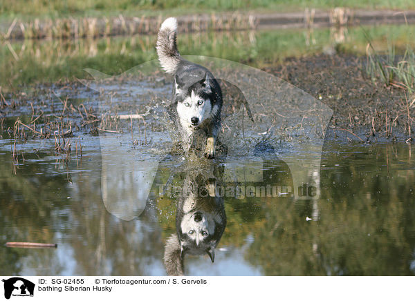 badender Sibirien Husky / bathing Siberian Husky / SG-02455