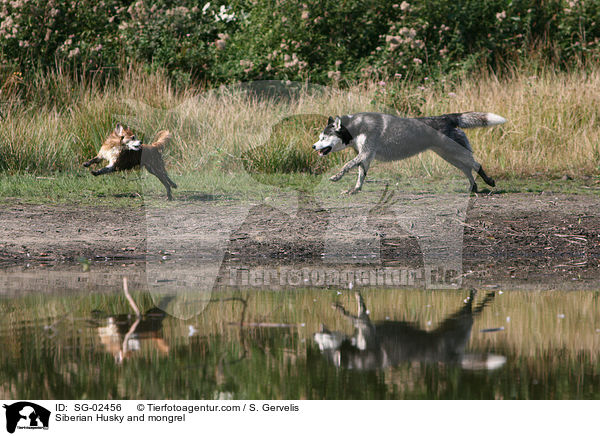Sibirien Husky und Mischling / Siberian Husky and mongrel / SG-02456