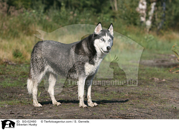 Sibirien Husky / Siberian Husky / SG-02460