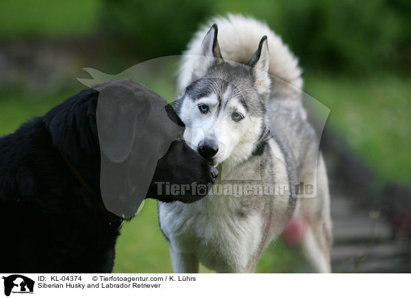 Sibirien Husky und Labrador Retriever / Siberian Husky and Labrador Retriever / KL-04374