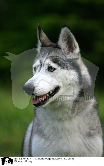 Sibirien Husky / Siberian Husky / KL-04377