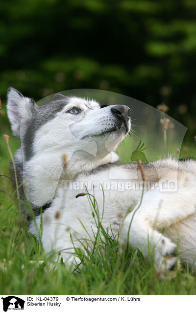 Sibirien Husky / Siberian Husky / KL-04379