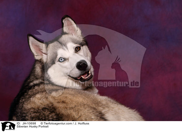 Sibirien Husky Portrait / Siberian Husky Portrait / JH-10698