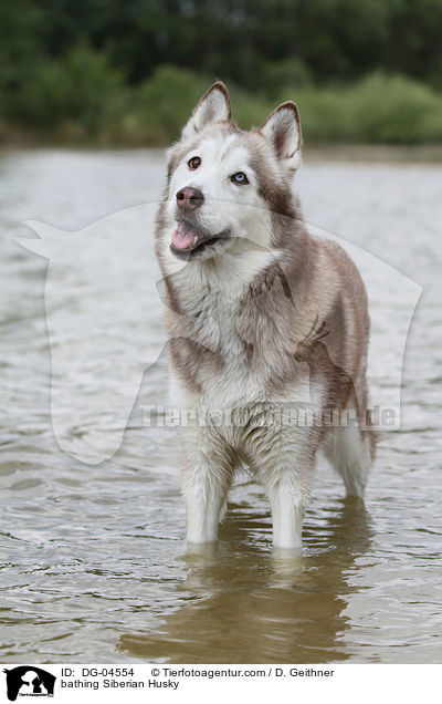 badender Sibirien Husky / bathing Siberian Husky / DG-04554