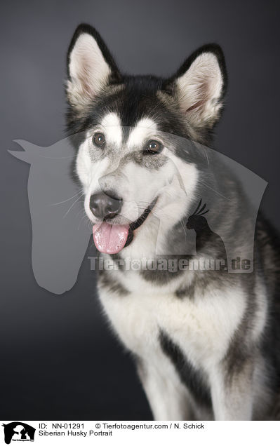 Sibirien Husky Portrait / Siberian Husky Portrait / NN-01291