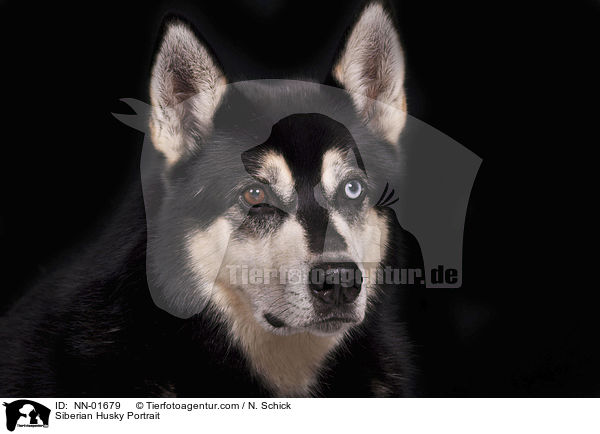 Sibirien Husky Portrait / Siberian Husky Portrait / NN-01679