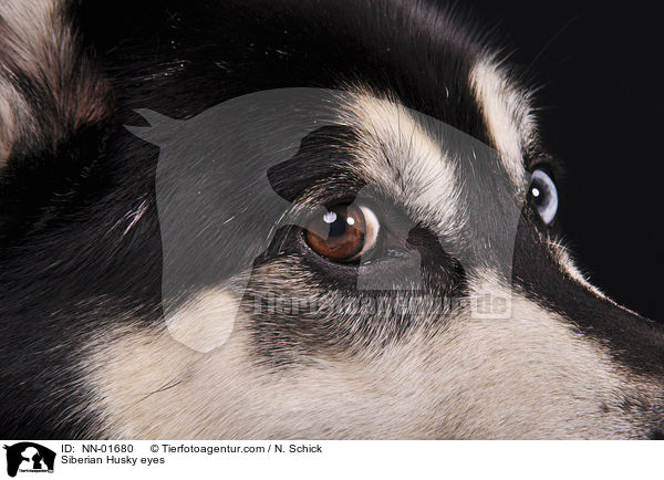 Sibirien Husky Augen / Siberian Husky eyes / NN-01680