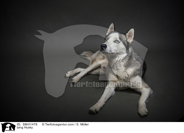 liegender Husky / lying Husky / SM-01478