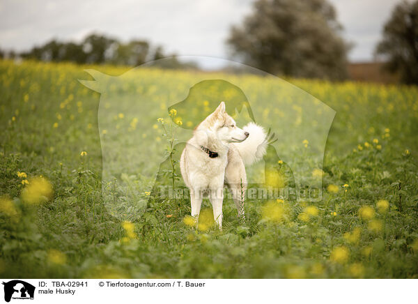 Husky Rde / male Husky / TBA-02941