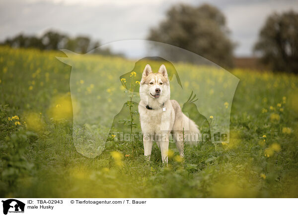 Husky Rde / male Husky / TBA-02943