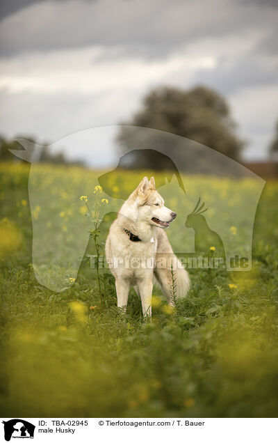 Husky Rde / male Husky / TBA-02945