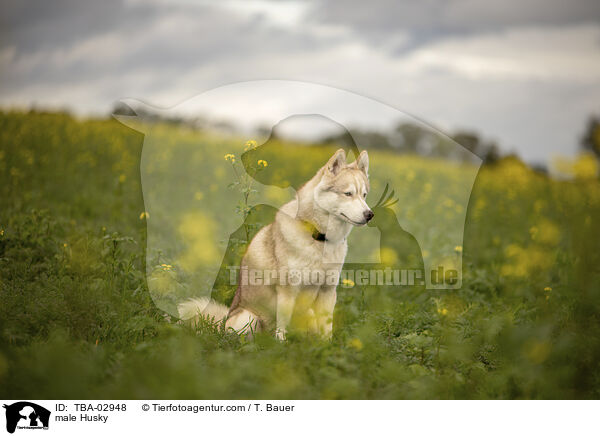 Husky Rde / male Husky / TBA-02948