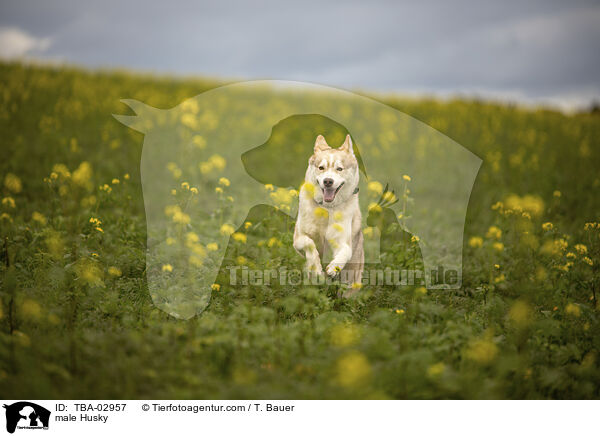 Husky Rde / male Husky / TBA-02957