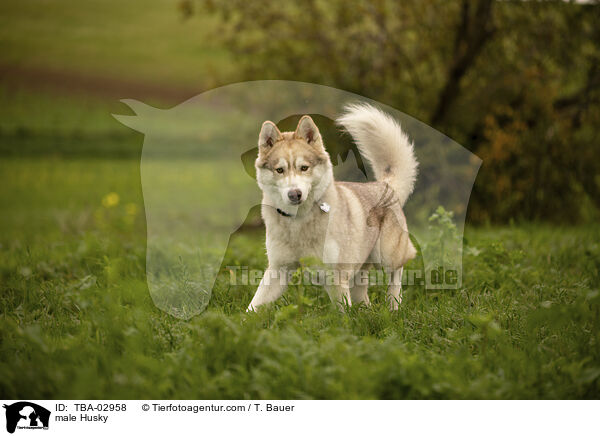 Husky Rde / male Husky / TBA-02958