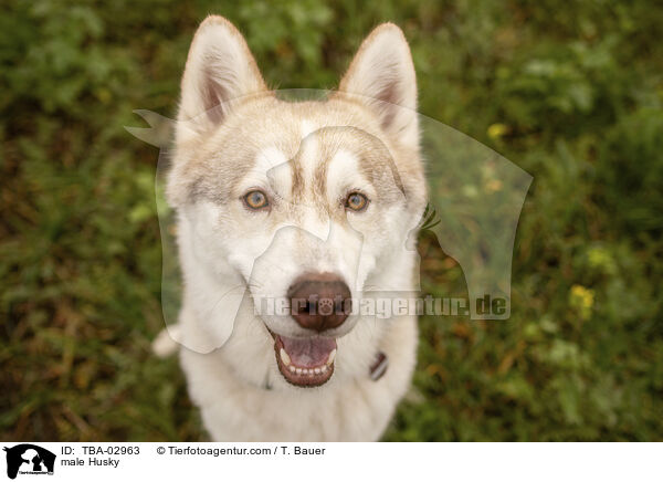 Husky Rde / male Husky / TBA-02963