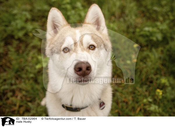 Husky Rde / male Husky / TBA-02964