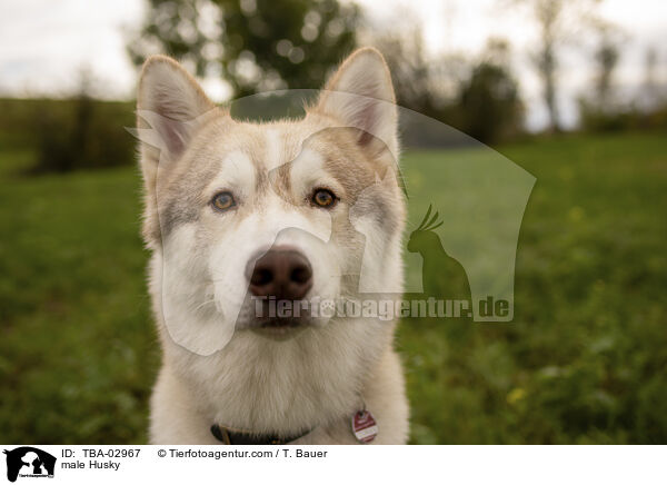 Husky Rde / male Husky / TBA-02967