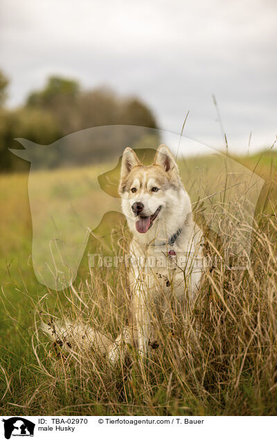 Husky Rde / male Husky / TBA-02970