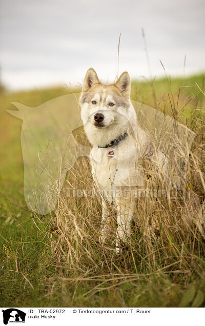 Husky Rde / male Husky / TBA-02972